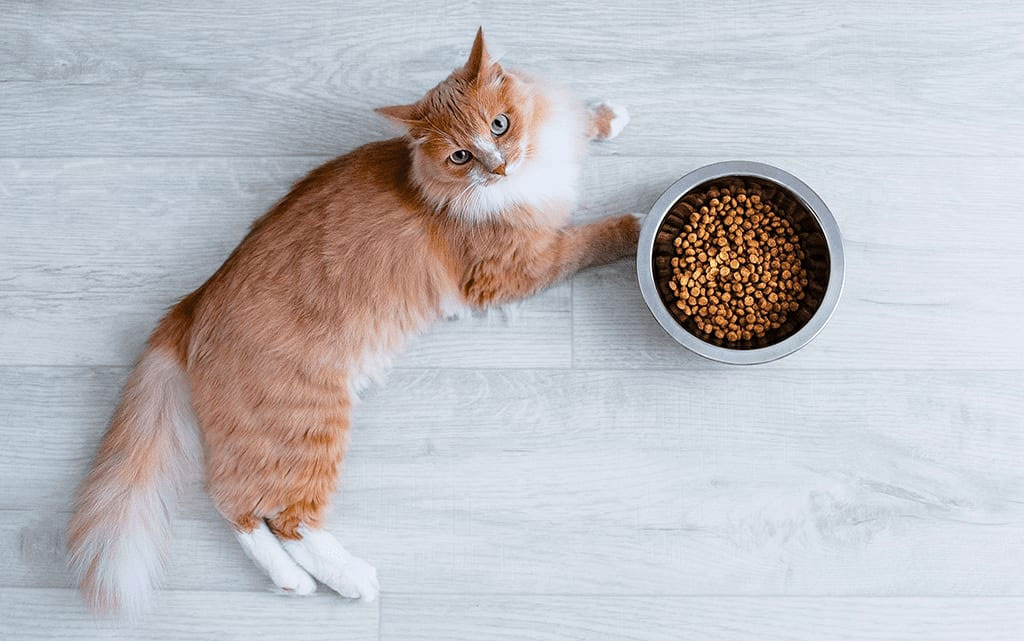 Causas de la pérdida de peso en gatos