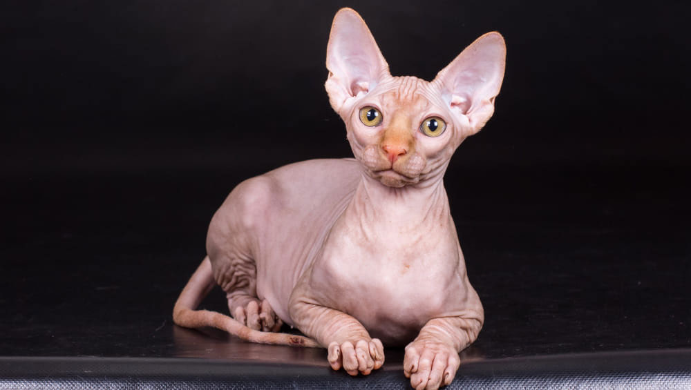 Qué indica el peso del gato (normal, emaciación, obesidad)