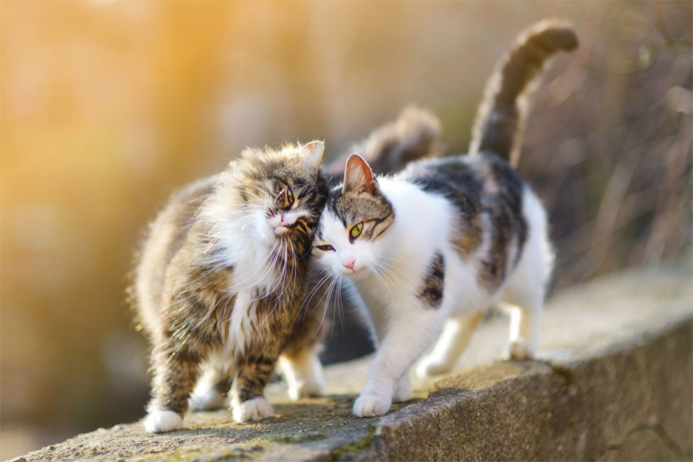 Influencia de las hormonas en el peso del gato