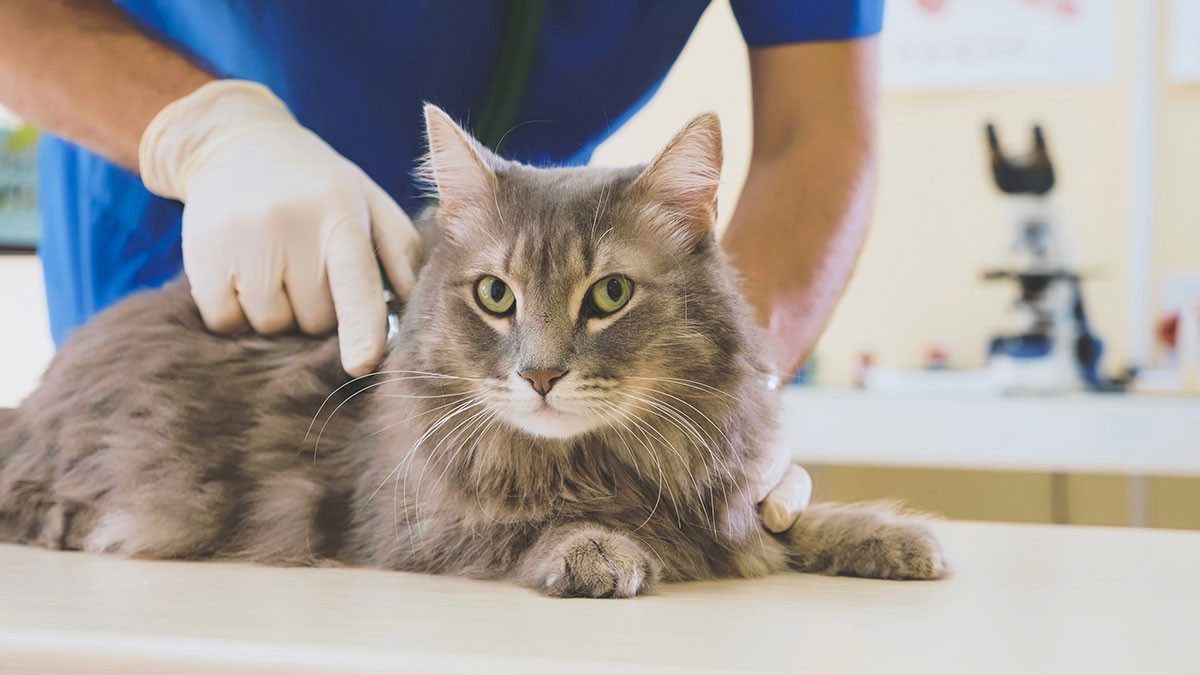 ¿De qué enfermedades puede ser síntoma la pérdida repentina de peso del gato?