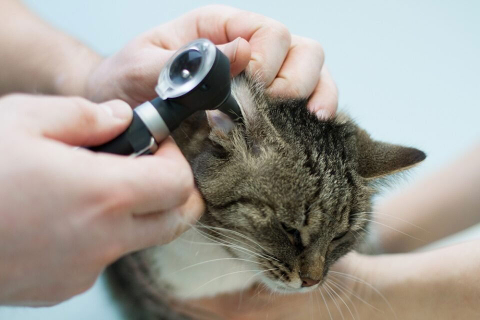 Diagnóstico de la otitis en gatos
