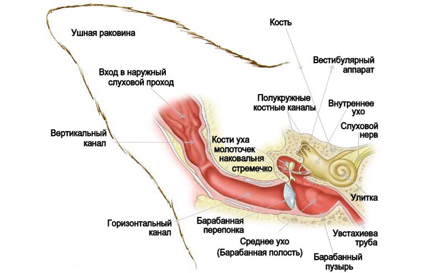 Anatomía del oído en gatos
