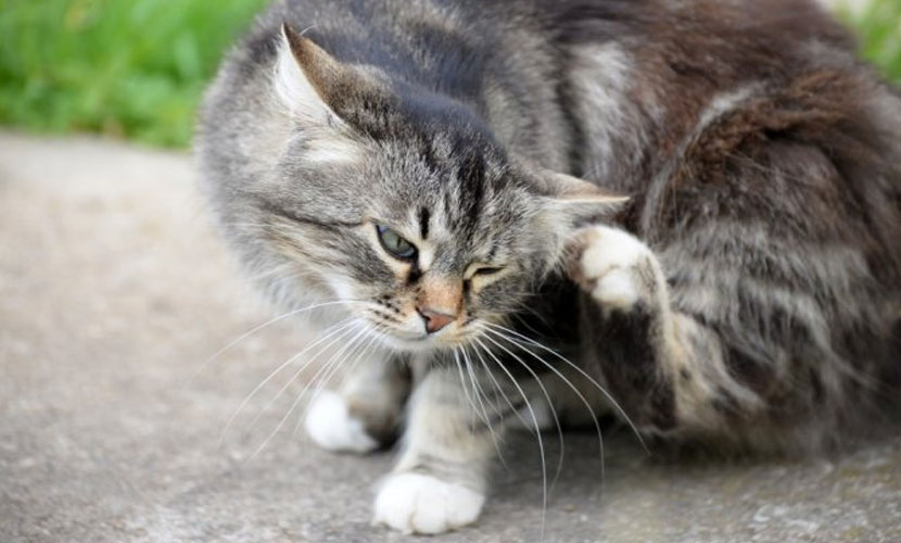 Cómo saber si a un gato le duele el oído
