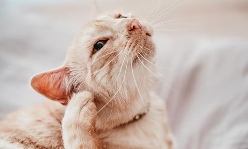Enfermedades del oído en gatos: síntomas, causas, tratamiento