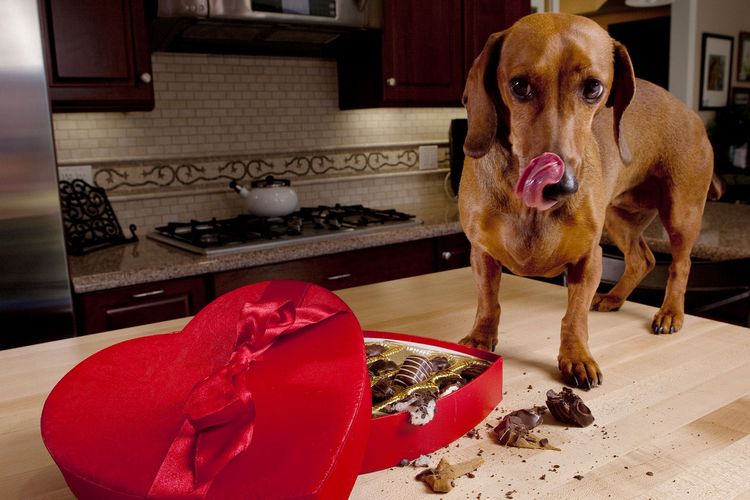 Por qué el perro no puede comer chocolate