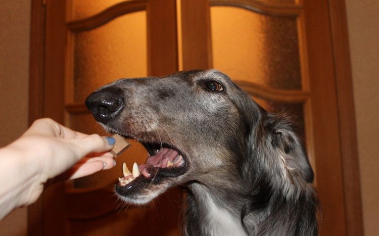 Un perro come una tableta de chocolate