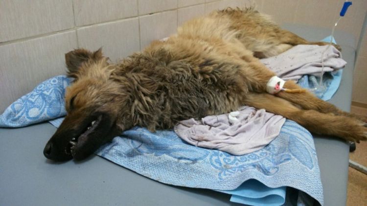 Perro en coma