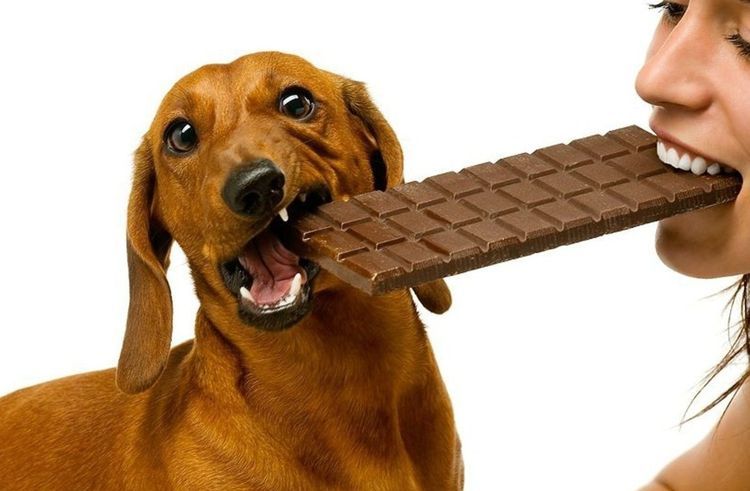 El perro y el chocolate