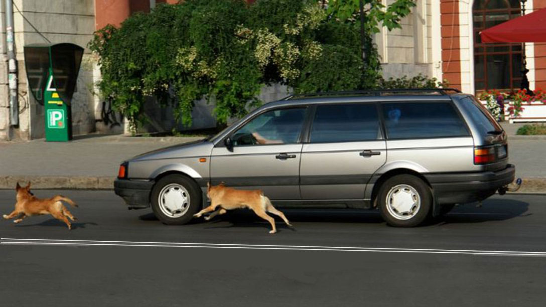 Warum Hunde auf Autos losstürzen