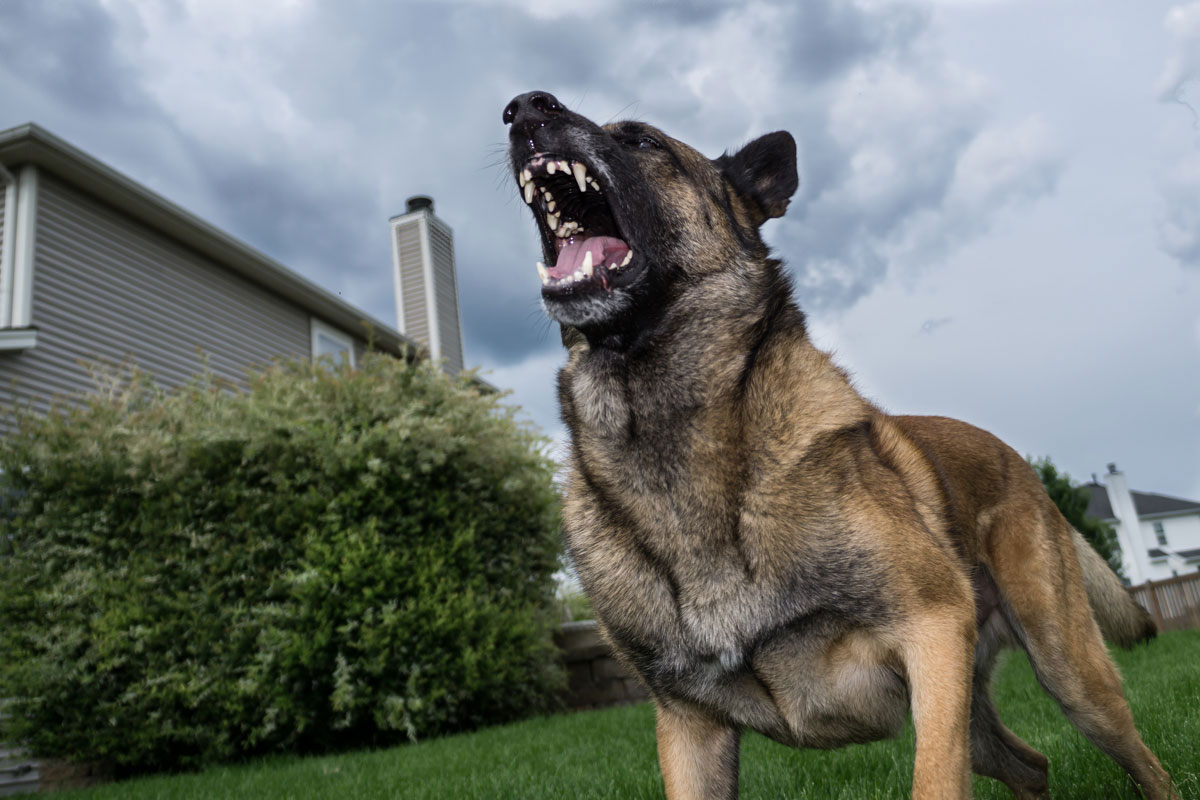 Aggression des Hundes gegenüber Autos - Ursachen, wie man das Verhalten korrigiert