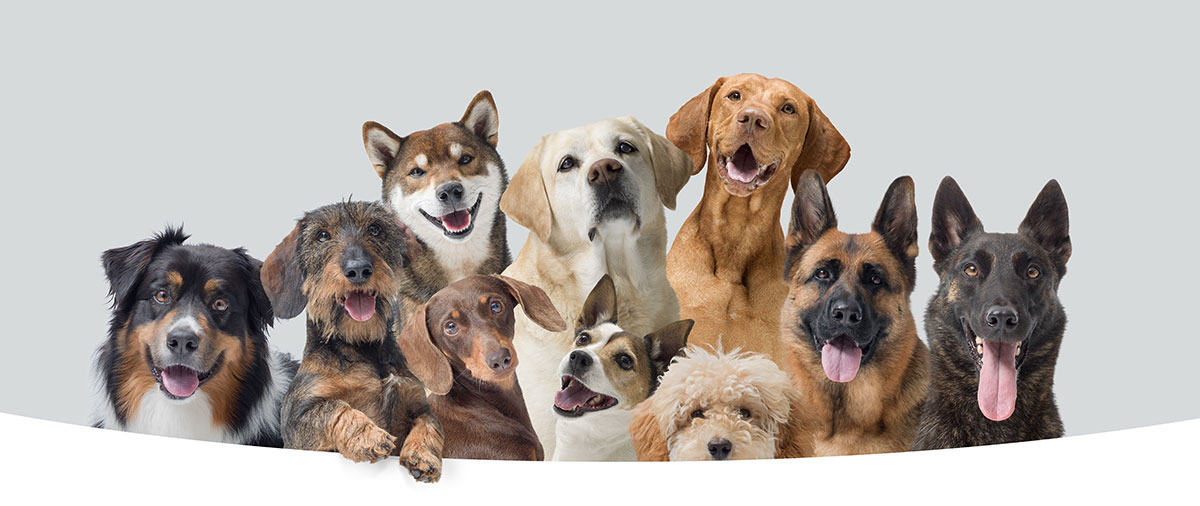 Las razas de perros más leales