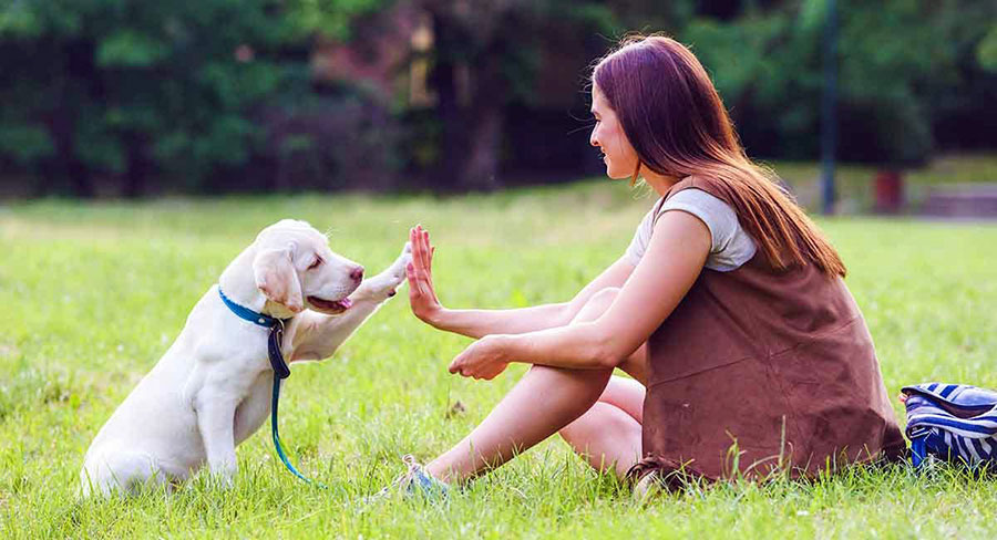 El dueño como fuente de alegría para el perro