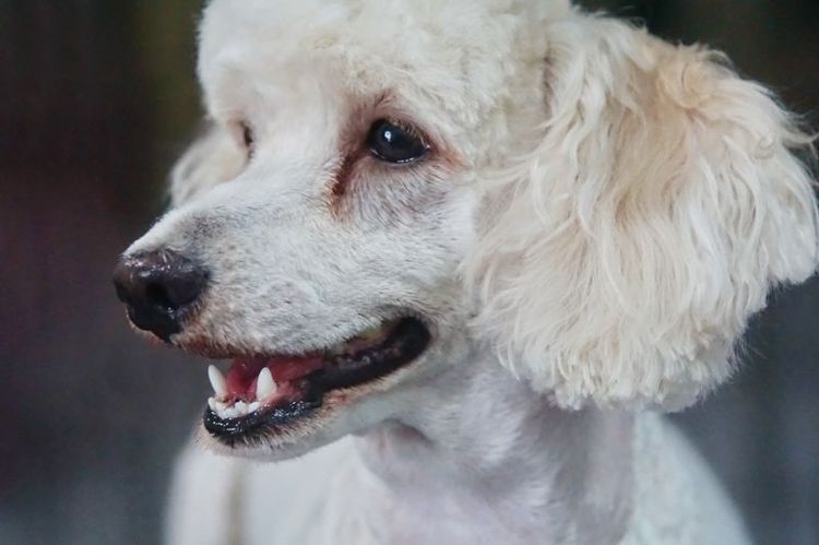 Marcas amarillas de lágrimas en un perro