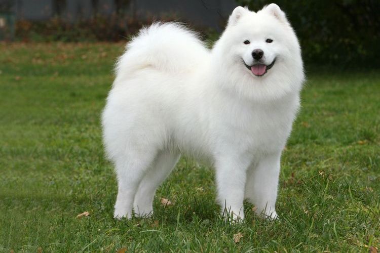 Laika blanca