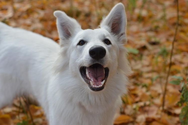 Perro blanco con la boca abierta