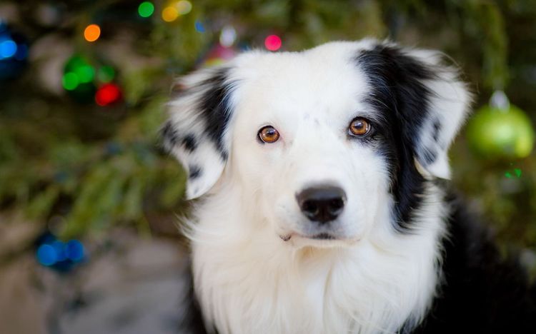 Perro blanco y negro