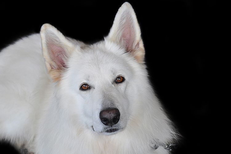 Perro blanco