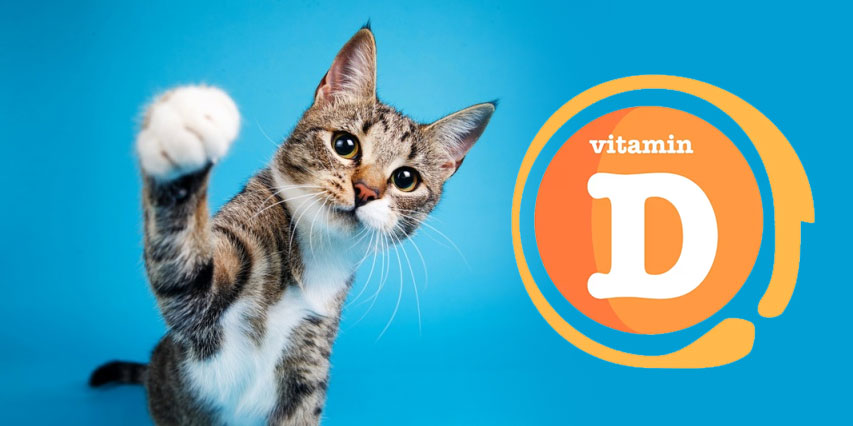 «Raquitismo» en gatitos: qué es