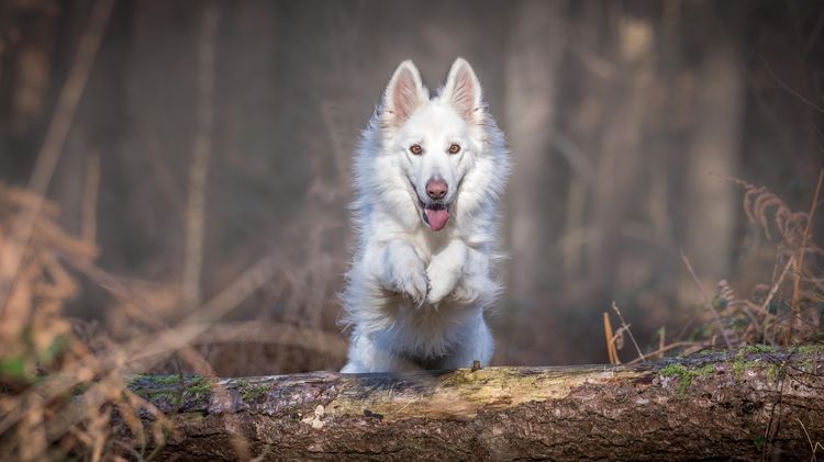 El perro salta sobre un tronco