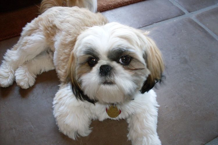 Shih Tzu tumbado