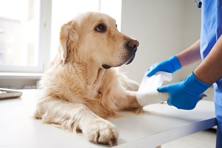 Rotura de ligamentos en la pata de un perro