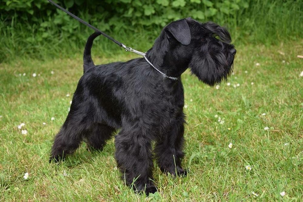 Riesenschnauzer