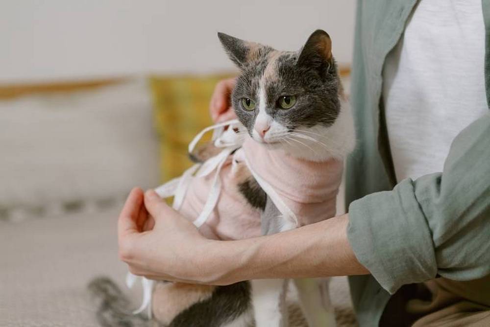 Gato con su dueña