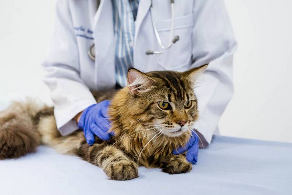 Gato cerca del veterinario