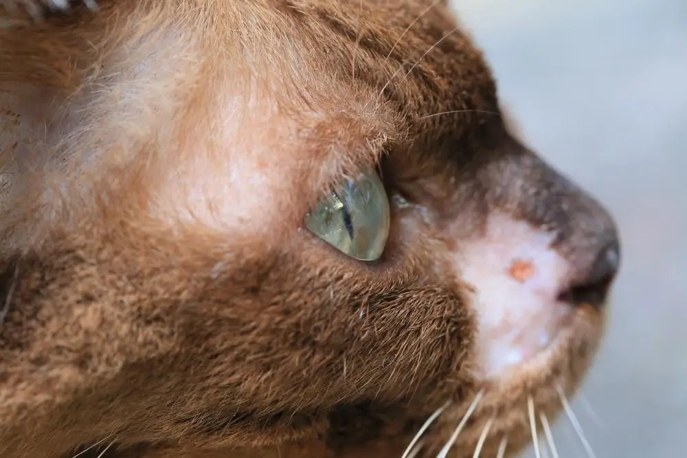 Cabeza de gato