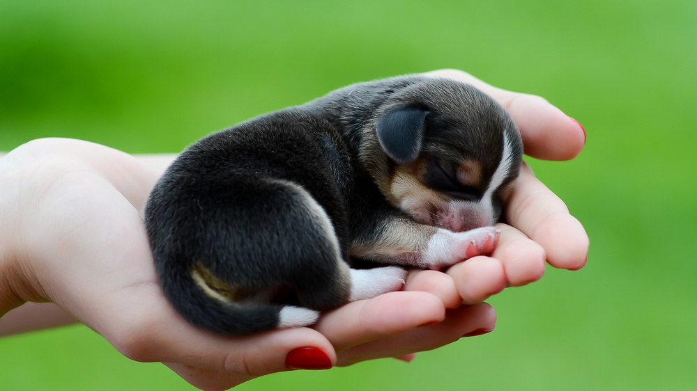 Cachorro en brazos