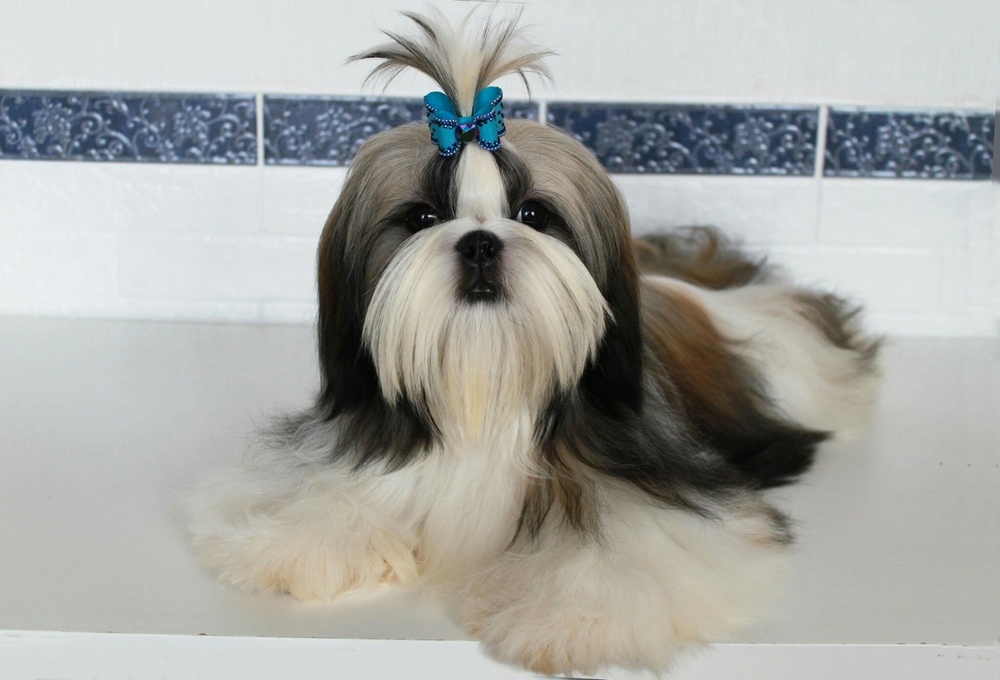 Perro de raza china shih tzu