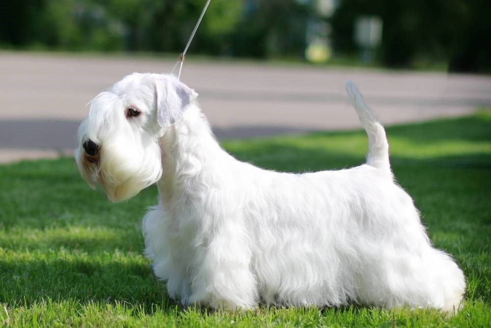 Sealyham Terrier blanco en la hierba
