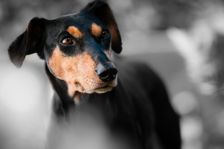 Síndrome del ojo seco en perros