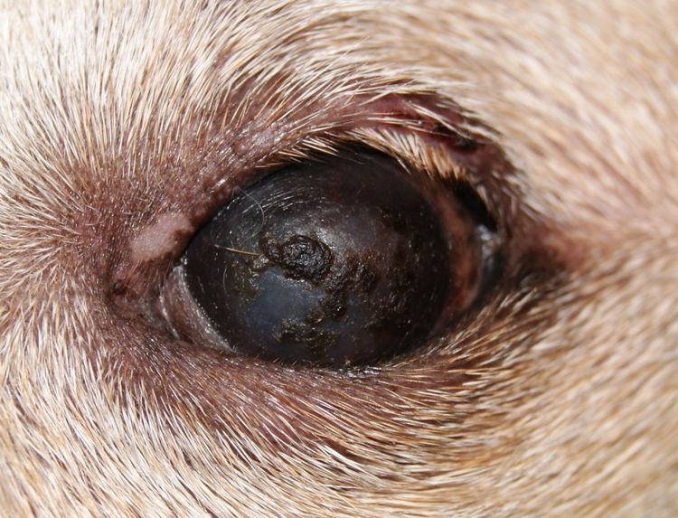 Síndrome del ojo seco en perros
