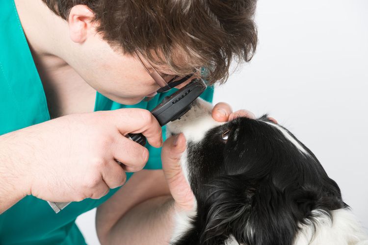 El oftalmólogo examina al perro