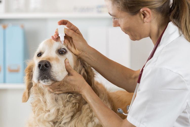 Síndrome del ojo seco en perros