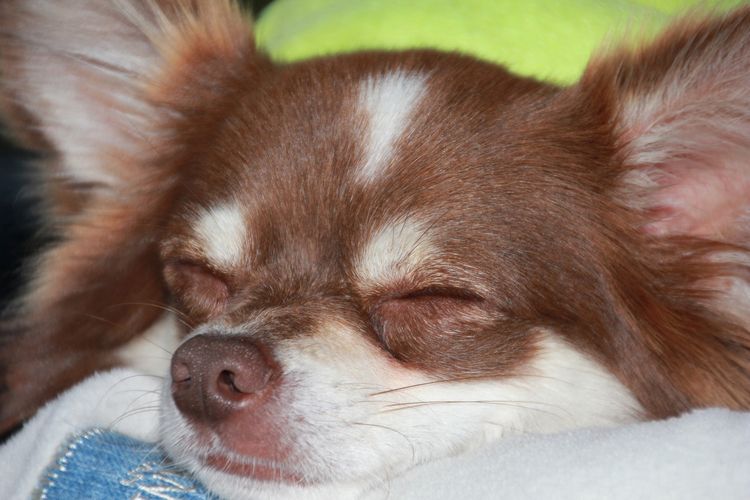 Perro durmiendo