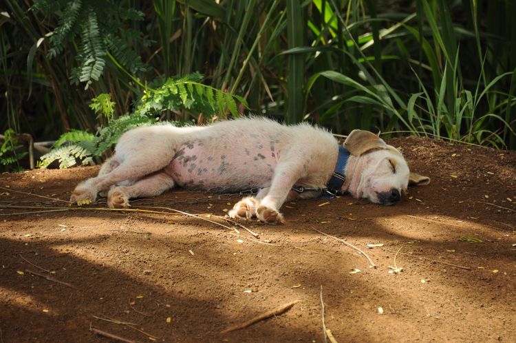 Perro durmiendo en el suelo