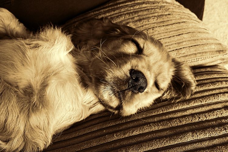 Perro durmiendo