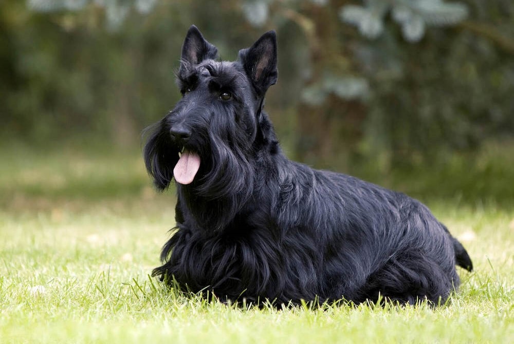Scottish terrier en el césped