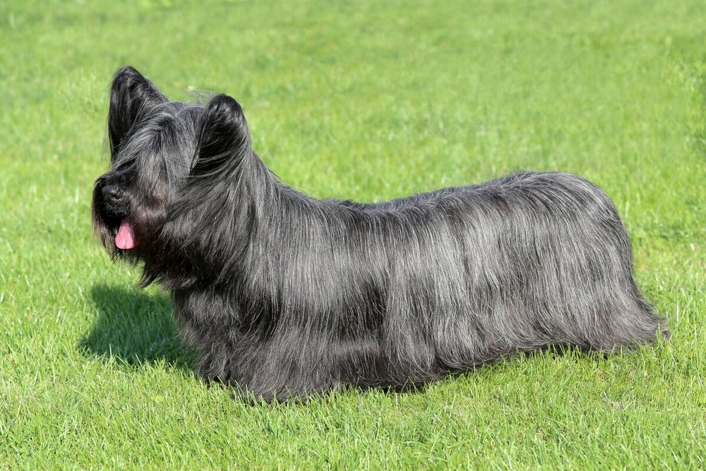Skye Terrier de color negro en la hierba