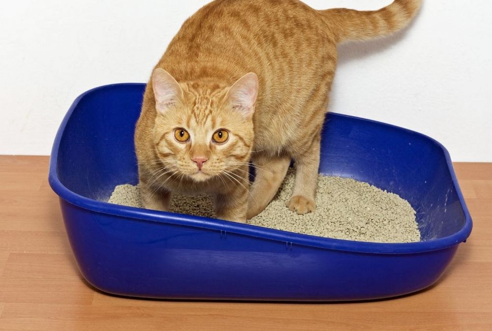 Gato en el arenero