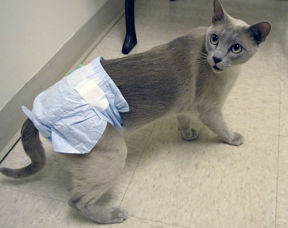 Gato con pañal