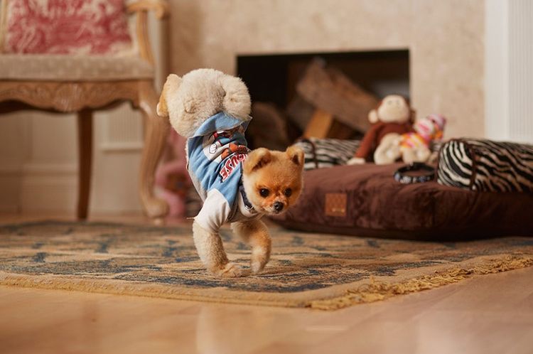 El perro se sostiene sobre las patas delanteras y orina