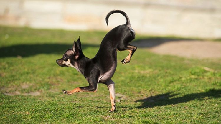 El perro orina sobre las patas delanteras