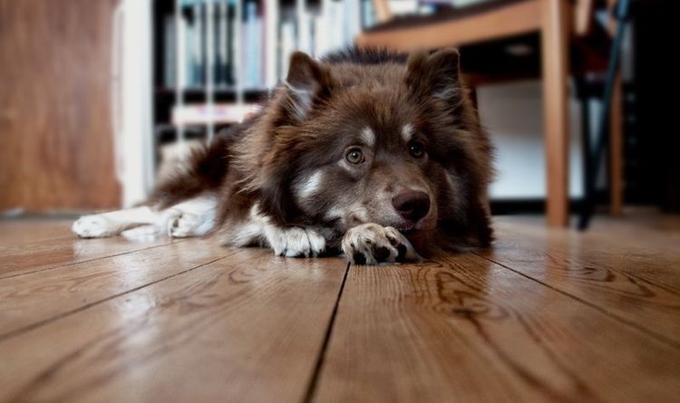 El perro arrastra la pata trasera