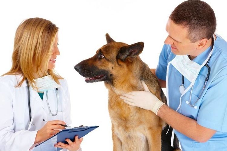 Perro en la consulta del veterinario