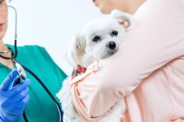 Perro en la consulta del veterinario