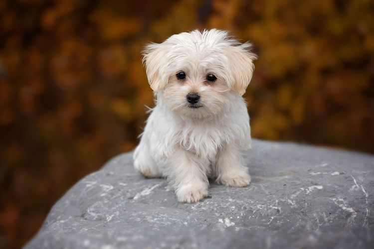 El perro se muestra cohibido después del corte