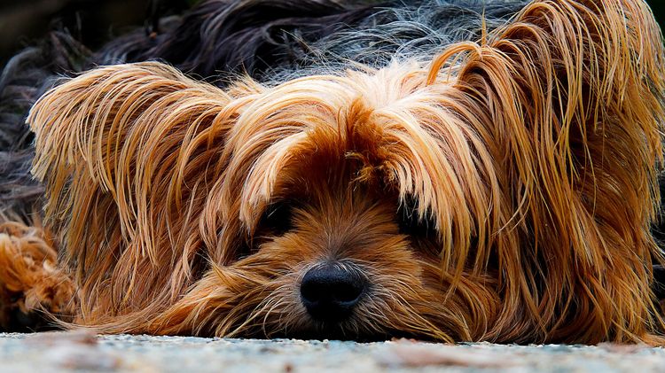 El perro se muestra cohibido después del corte